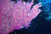 Gallery thumbnail 1